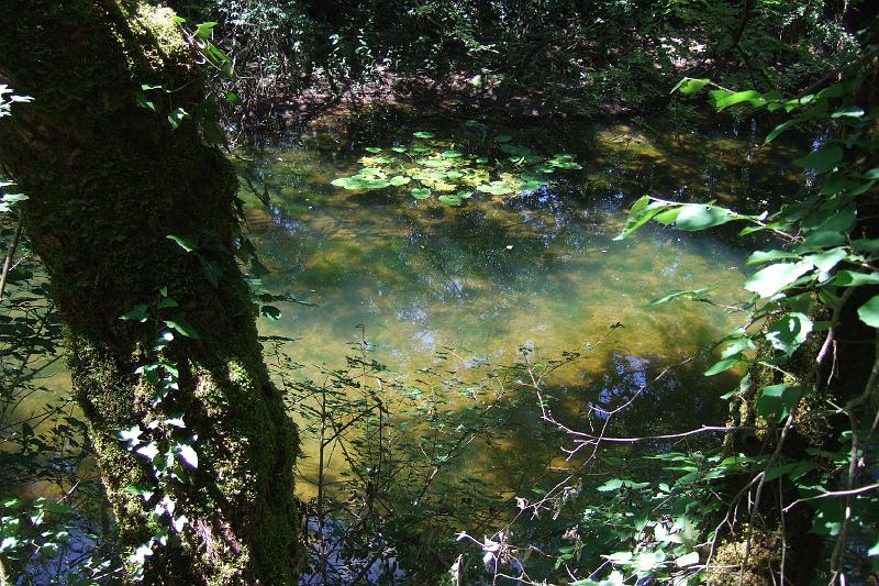 3-9-04 Foret de Natrou.JPG - Foret de Natrou: Schon naht das kühle Nass und erquickender Schatten